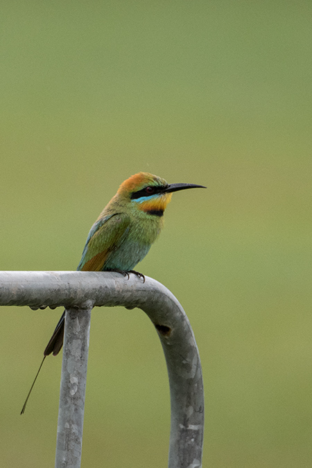 Rainbow Bee Eater Cairns Botanic Gardens Cairns Australia