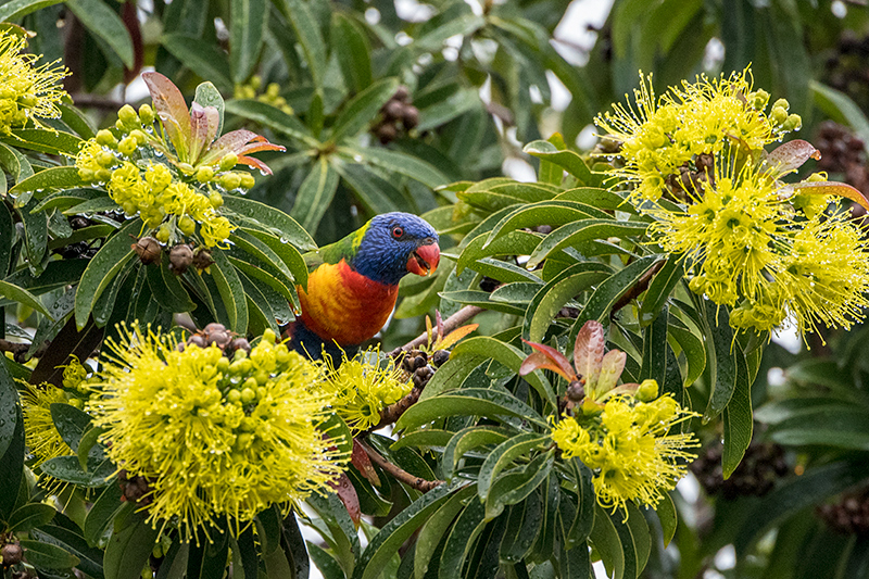 Rainbow Lorikeet, Bay Village Tropical Retreat, Cairns, Australia