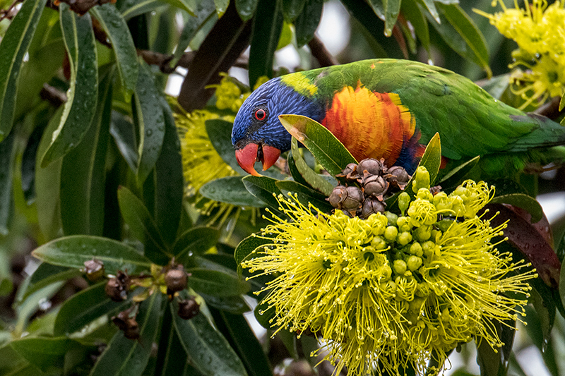 Rainbow Lorikeet, Bay Village Tropical Retreat, Cairns, Australia