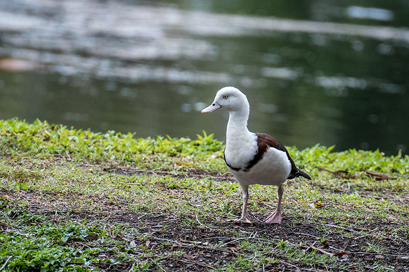 Radjah Shelduck, Cairns Botanic Gardens, Cairns, Australia