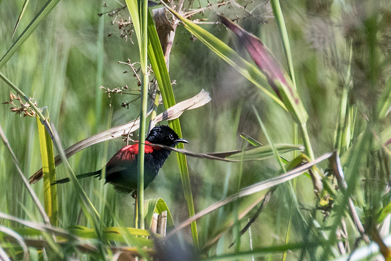 Red-backed Fairywren, Australian Endemic, Pinnacle Rd. near Julatten, Australia