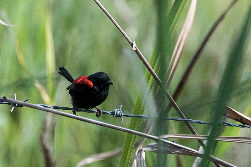 Red-backed Fairywren, Australian Endemic, Pinnacle Rd. near Julatten, Australia