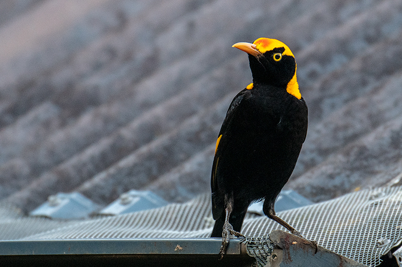 Male Regent Bowerbird, Australian Endemic, O'Reilly's Rainforest Retreat, Australia