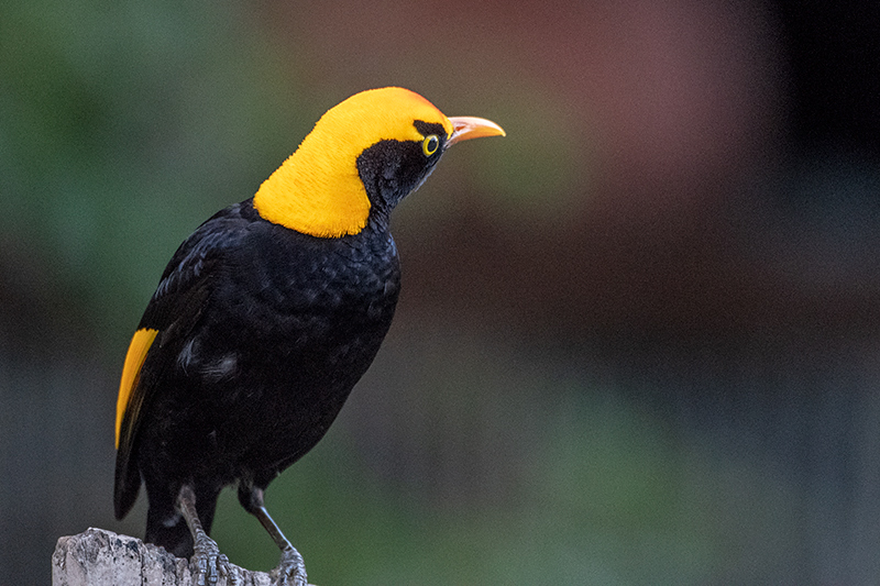 Male Regent Bowerbird, Australian Endemic, O'Reilly's Rainforest Retreat, Australia