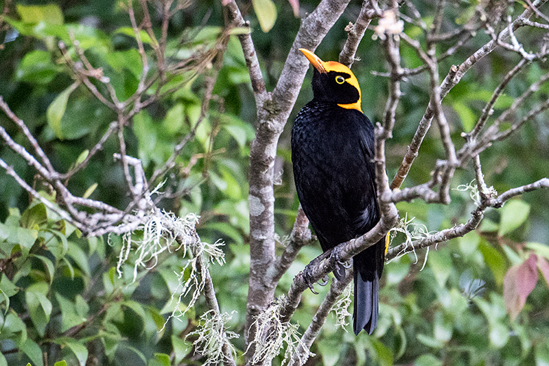 Male Regent Bowerbird, Australian Endemic, O'Reilly's Rainforest Retreat, Australia