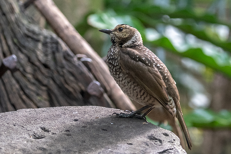 Female Regent Bowerbird, Australian Endemic, O'Reilly's Rainforest Retreat, Australia