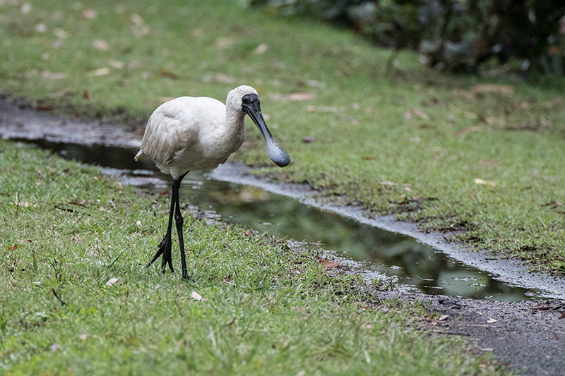 Royal Spoonbill, Cairns Botanic Gardens, Cairns, Australia