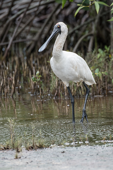 Royal Spoonbill, Cairns Botanic Gardens, Cairns, Australia