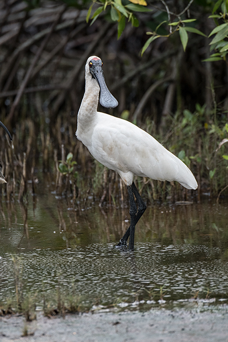 Royal Spoonbill, Cairns Botanic Gardens, Cairns, Australia