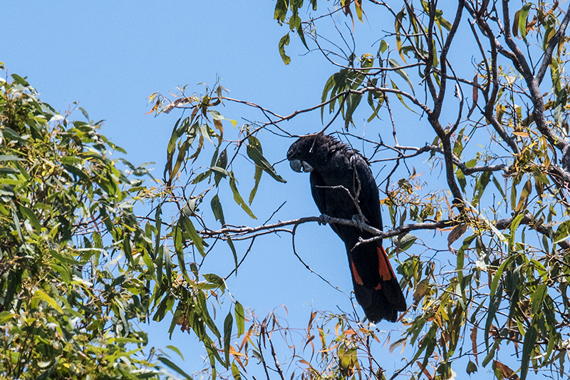 Red-tailed Black-Cockatoo,  en route Barron River to Davies NP, Australia