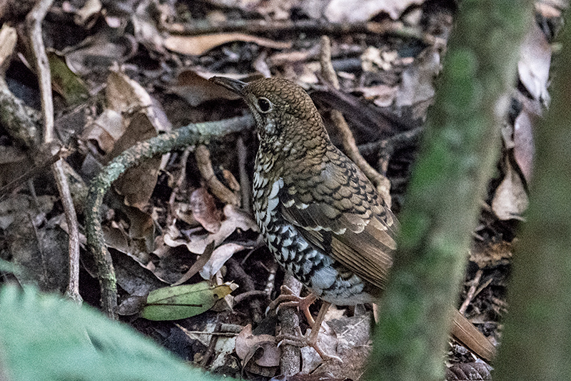 Russet-tailed Thrush, O'Reilly's Rainforest Retreat, Australia