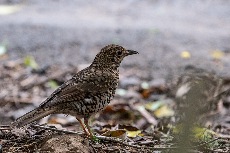 Russet-tailed Thrush, O'Reilly's Rainforest Retreat, Australia