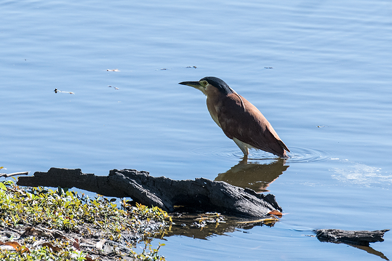 Rufous Night-Heron, (Nankeen Night-Heron), Hasties Swamp NP, Australia