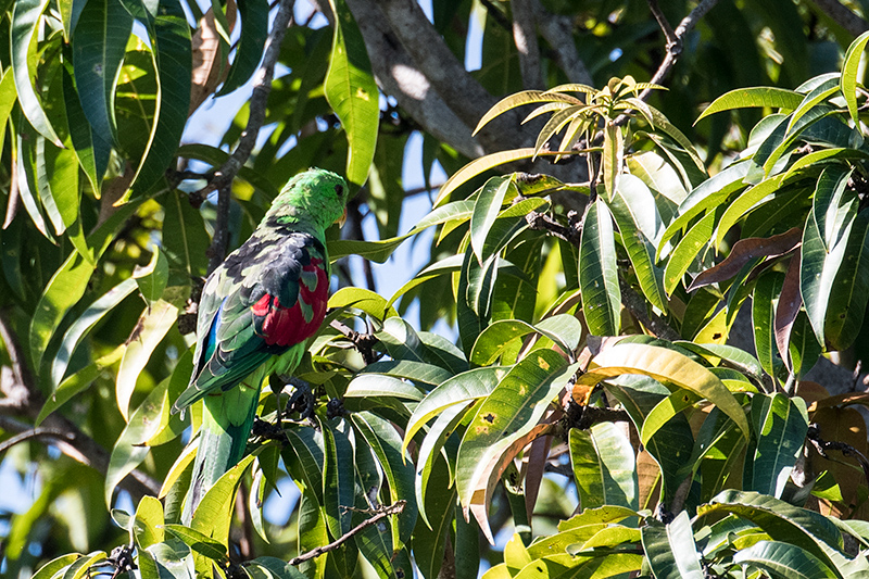 Immature Male Red-winged Parrot, West Mary Road, Mt Carbine, Australia