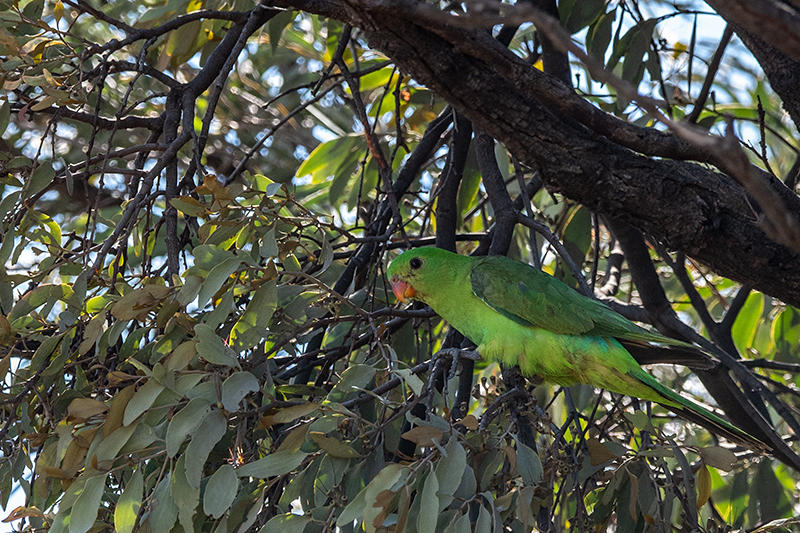 Female Red-winged Parrot, Mosquito Creek Road, Queensland