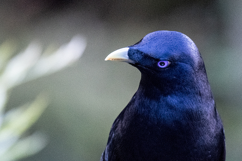 Satin Bowerbird, Australian Endemic, O'Reilly's Rainforest Retreat, Australia