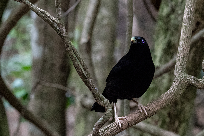 Satin Bowerbird, Australian Endemic, Booyong Boardwalk, Australia