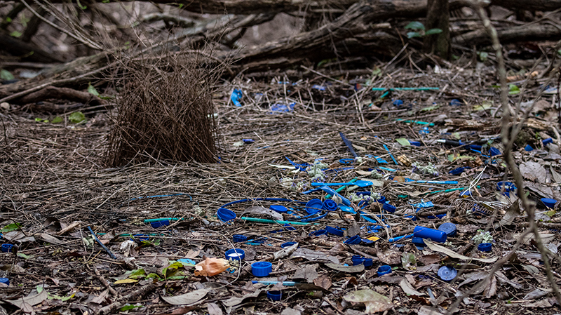 Satin Bowerbird Bower, Australian Endemic, Booyong Boardwalk, Australia