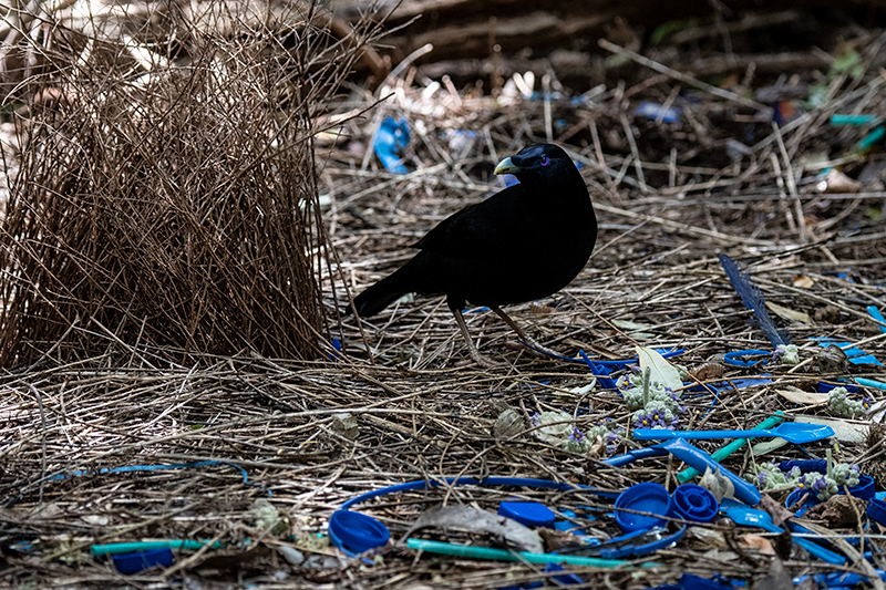 Satin Bowerbird Bower, Australian Endemic, Booyong Boardwalk, Australia