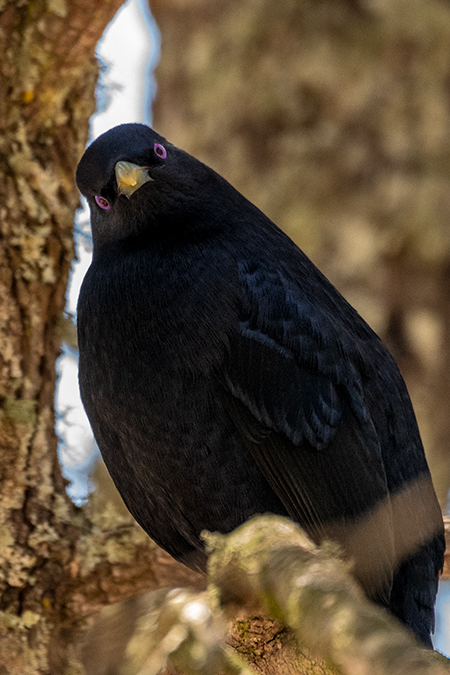 Satin Bowerbird, Australian Endemic,  Girraween NP, Australia