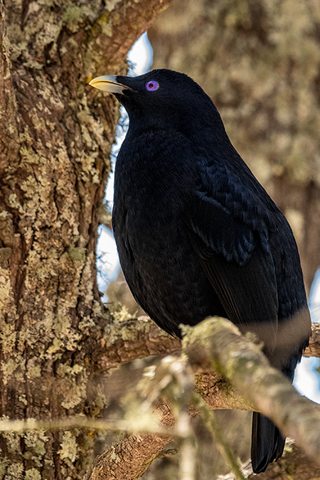 Satin Bowerbird, Australian Endemic,  Girraween NP, Australia