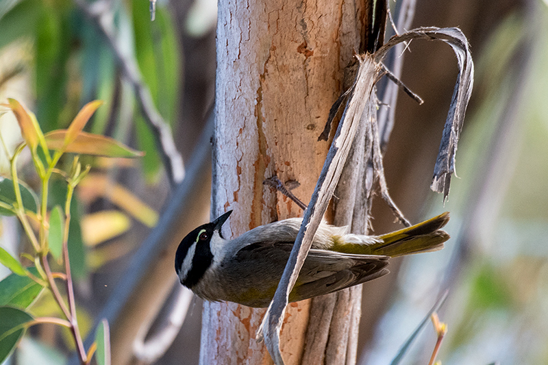 Strong-billed Honeyeater, Tasmanian Endemic, Mabel Bay Lookout, Bruny Island, Tasmania