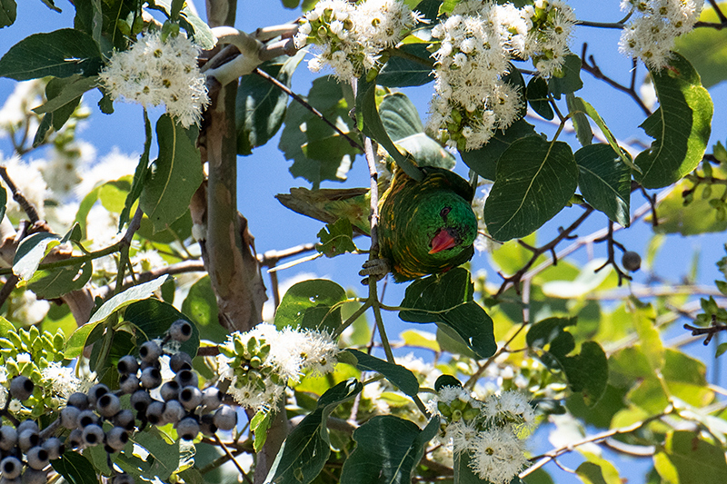 Scaly-breasted Lorikeet, Australian Endemic, Lake Coolmunda Caravan Park,Australia