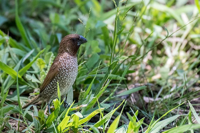 Scaly-breasted Munia (Nutmeg Mannikin), Cairns Botanic Gardens, Cairns, Australia