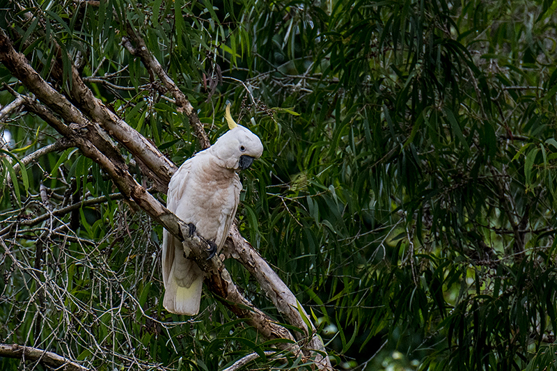 Sulphur-crested Cockatoo, Cairns Botanic Gardens, Cairns, Australia