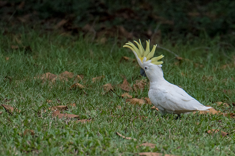 Sulphur-crested Cockatoo, Cairns Botanic Gardens, Cairns, Australia