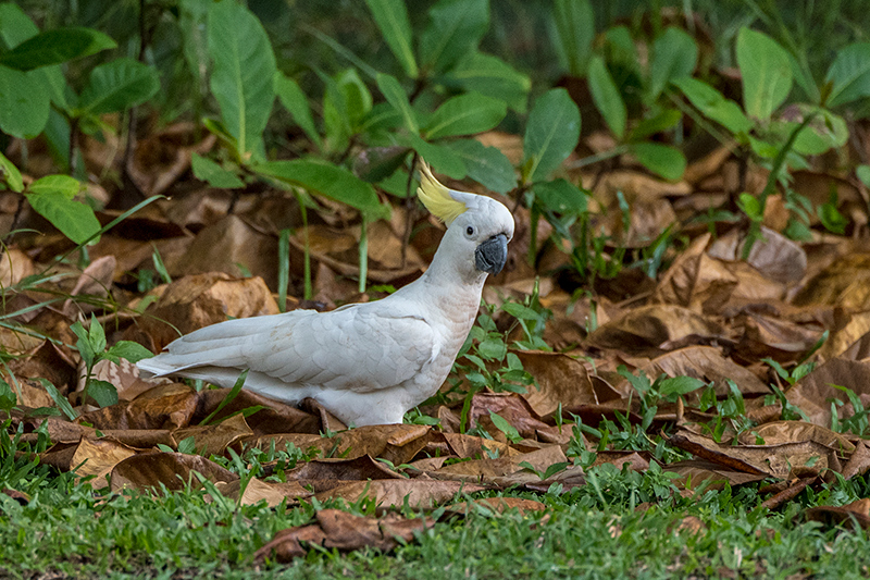 Sulphur-crested Cockatoo, Cairns Botanic Gardens, Cairns, Australia