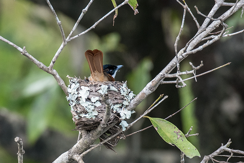 Nesting Female Shining Flycatcher, Daintree River Cruise, Australia