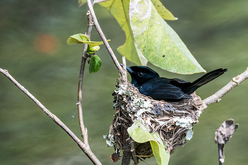 Nesting Male Shining Flycatcher, Daintree River Cruise, Australia