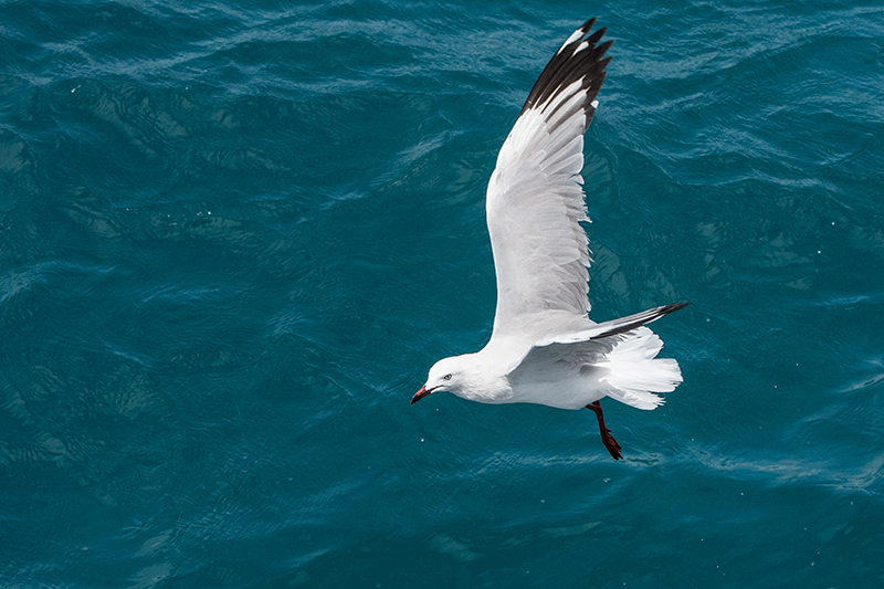 Silver Gull, Great Barrier Reef Boat to Michaelmas Cay, Australia