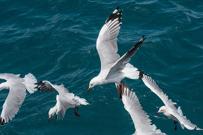 Silver Gull, Great Barrier Reef Boat to Michaelmas Cay, Australia