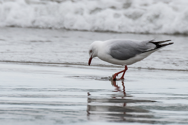 Silver Gull, Adventure Bay, Bruny Island, Tasmania