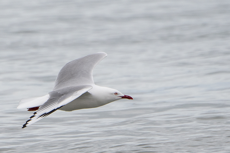 Silver Gull, Adventure Bay, Bruny Island, Tasmania