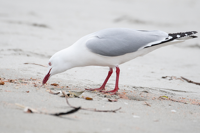 Silver Gull, Adventure Bay, Bruny Island, Tasmania