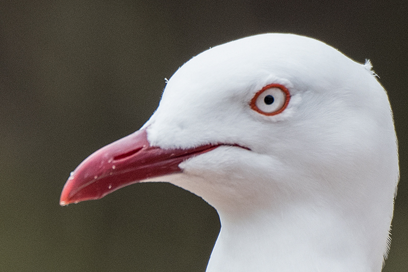 Silver Gull, Adventure Bay, Bruny Island, Tasmania