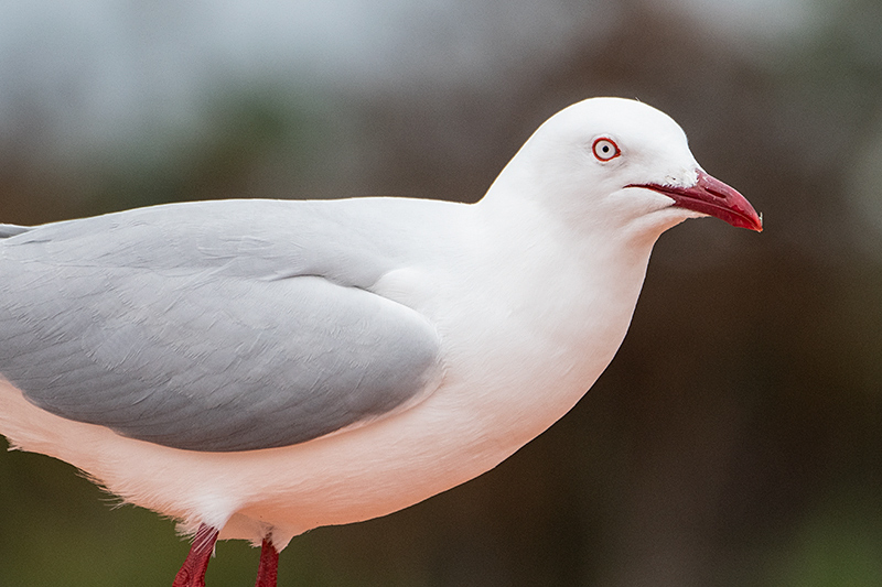 Silver Gull, Adventure Bay, Bruny Island, Tasmania