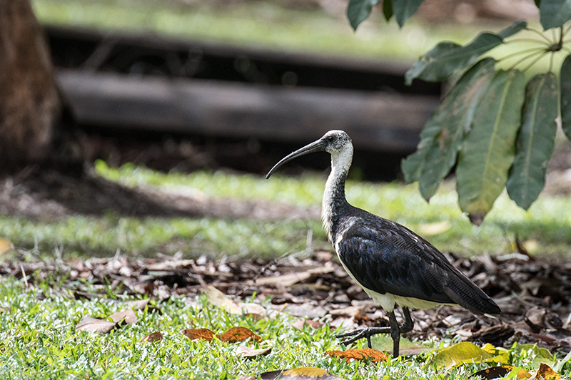 Juvenile Straw-necked Ibis, Cairns Botanic Gardens, Cairns, Australia