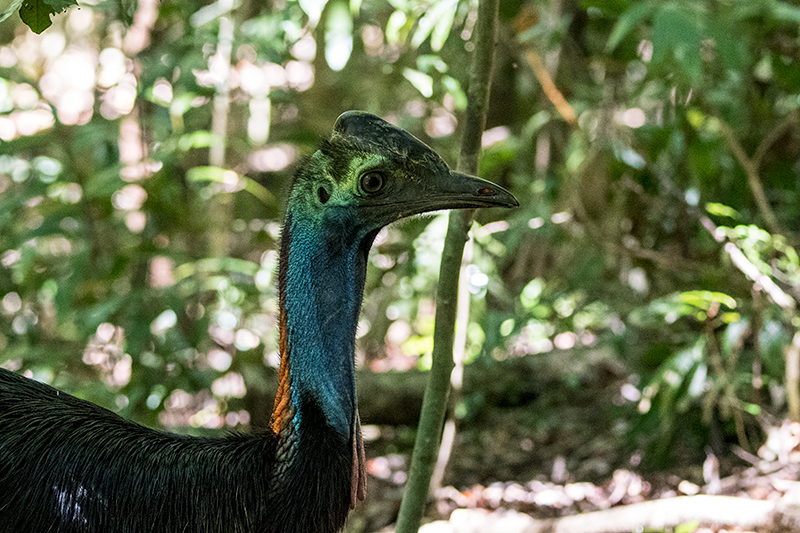 Southern Cassowary, Mount Hypipamee NP, Australia