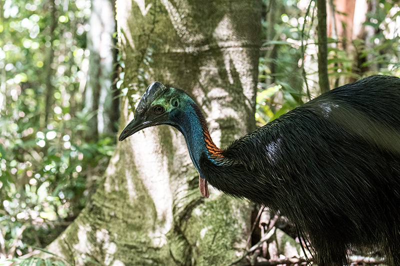 Southern Cassowary, Mount Hypipamee NP, Australia