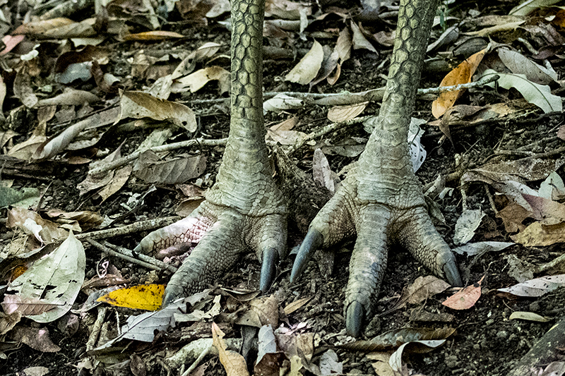 Southern Cassowary, Mount Hypipamee NP, Australia