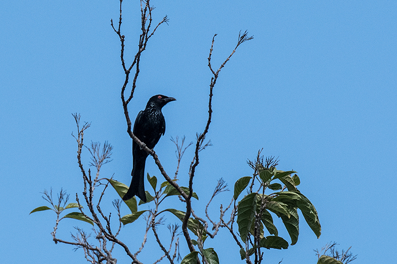 Spangled Drongo, Les Davie Park, Cairns, Australia