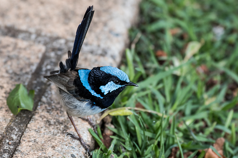 Superb Fairywren, Australian/Tasmanian Endemic, O'Reilly's Rainforest Retreat, Australia