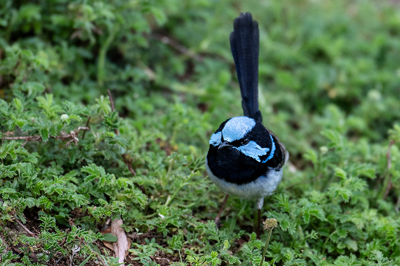 Superb Fairywren, Australian/Tasmanian Endemic, O'Reilly's Rainforest Retreat, Australia