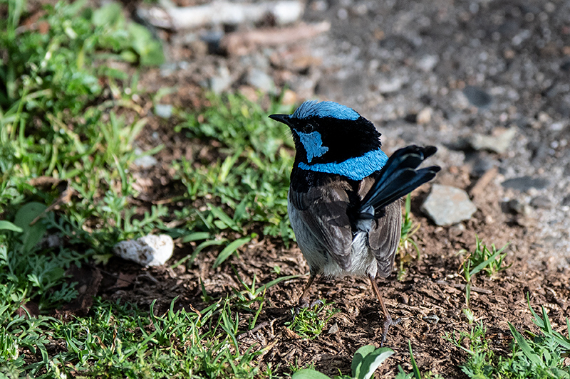 Superb Fairywren, Australian/Tasmanian Endemic, O'Reilly's Rainforest Retreat, Australia