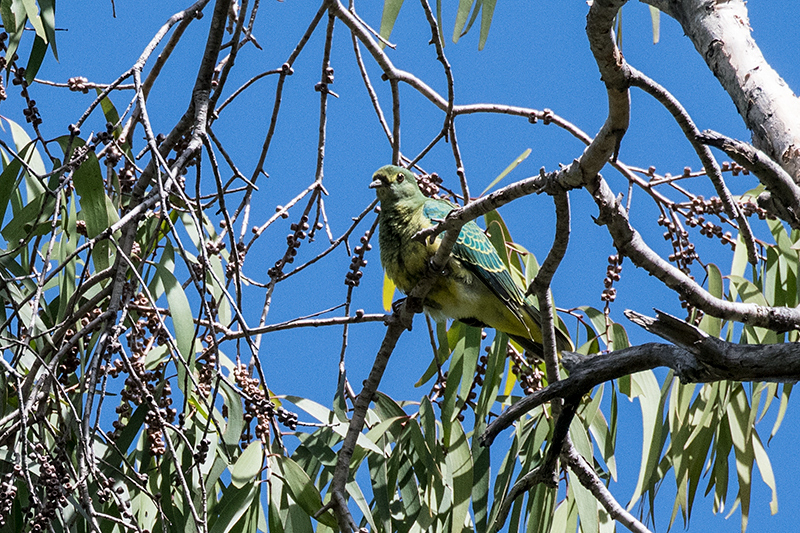 Superb Fruit-Dove, Les Davie Park, Cairns, Australia