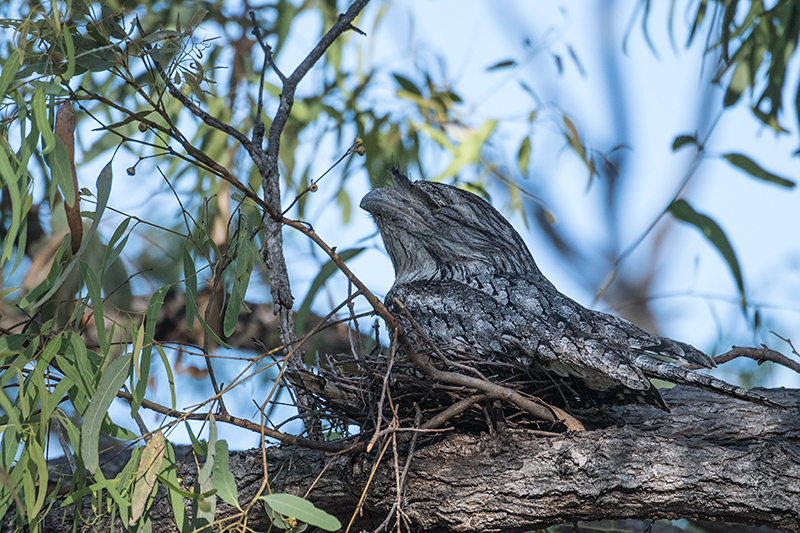 Tawny Frogmouth, Australian/Tasmanian Endemic, Mt Carbine Caravan Park, Australia